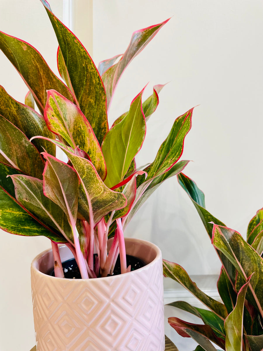 aglaonema siam aurora lipstick purchase Red Siam Aurora (Aglaonema) – Happy Sunrize