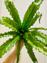Load image into Gallery viewer, Birds Nest Fern