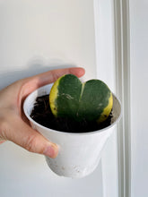 Load image into Gallery viewer, Hoya Kerrii Variegated (Hoya Kerrii Albo)