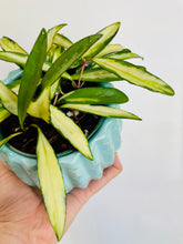 Load image into Gallery viewer, Hoya Wayetii Variegata