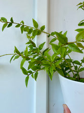 Load image into Gallery viewer, Hoya Bella