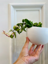 Load image into Gallery viewer, Hoya Hindu Rope (Hoya Carnosa Compacta)