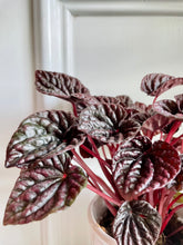 Load image into Gallery viewer, Peperomia Caperata