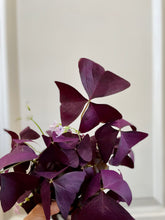 Load image into Gallery viewer, Purple Shamrock (Oxalis Triangularis)