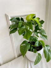 Load image into Gallery viewer, Monstera Ginny (Rhaphidophora Tetrasperma)