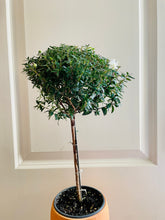 Load image into Gallery viewer, Heirloom Myrtle Topiary (Myrtus Communis)