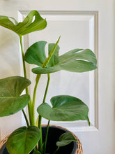 Load image into Gallery viewer, Monstera Deliciosa