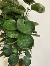 Load image into Gallery viewer, Aralia Fabian (Polyscias scutellaria ‘Fabian’)