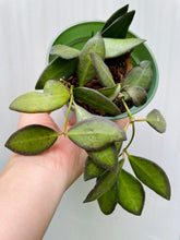 Load image into Gallery viewer, Hoya sp aff Burtoniae