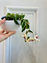 Load image into Gallery viewer, Hoya Hindu Rope (Hoya Carnosa Compacta)