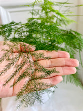 Load image into Gallery viewer, Lace fern (Asparagus setaceus)