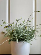 Load image into Gallery viewer, Lavender varieties