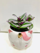 Load image into Gallery viewer, Tradescantia Nanouk (Tradescantia B. Variegata)