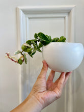 Load image into Gallery viewer, Hoya Hindu Rope (Hoya Carnosa Compacta)