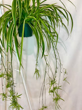 Load image into Gallery viewer, Spider Plant (Chlorophytum Comosum)