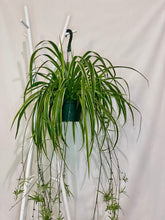 Load image into Gallery viewer, Spider Plant (Chlorophytum Comosum)