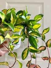 Load image into Gallery viewer, Hoya Carnosa Krimson Princess