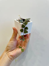 Load image into Gallery viewer, Variegated String of Hearts (Ceropegia woodii variegata )