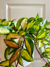 Load image into Gallery viewer, Hoya Carnosa Krimson Princess