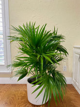 Load image into Gallery viewer, Fan palm tree (Cocos nucifera)