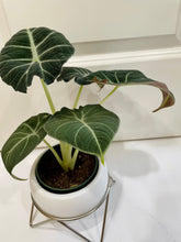 Load image into Gallery viewer, Black velvet Elephant Ears (Alocasia Reginula ‘Black Velvet’)