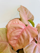 Load image into Gallery viewer, Pink Arrowhead Plant (Syngonium Podophyllum Pink Allusion)