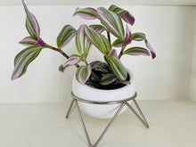 Load image into Gallery viewer, Tradescantia Nanouk (Tradescantia B. Variegata)