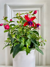 Load image into Gallery viewer, Fuchsia