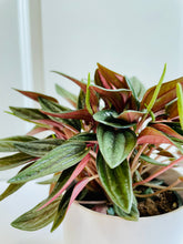 Load image into Gallery viewer, Peperomia Eden Rosso