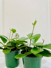 Load image into Gallery viewer, Hoya Australis