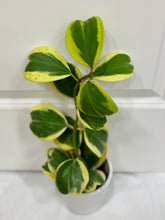 Load image into Gallery viewer, Hoya Kerrii Variegated (Hoya Kerrii Albo)