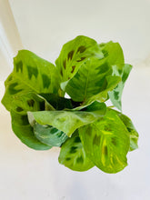 Load image into Gallery viewer, Rabbit Track Prayer Plant (Maranta Leuconeura Kerchoviana)