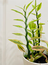 Load image into Gallery viewer, Var. Devil’s Backbone (Pedilanthus tithymaloides)