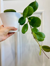 Load image into Gallery viewer, Hoya Obovata