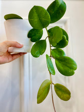 Load image into Gallery viewer, Hoya Obovata