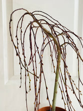 Load image into Gallery viewer, The Tree of Enchantment