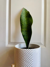 Load image into Gallery viewer, Whale Fin Plant (Sansevieria Masoniana)