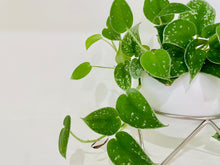 Load image into Gallery viewer, Satin Pothos (Scindapsus Pictus Argyraeus)