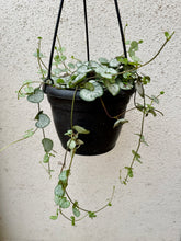 Load image into Gallery viewer, String of Hearts (Ceropegia woodii)