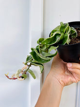 Load image into Gallery viewer, Hoya Hindu Rope (Hoya Carnosa Compacta)