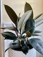 Load image into Gallery viewer, Burgundy Rubber Fig (Ficus Elastica Burgundy Decora)