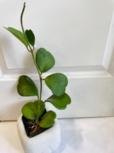 Load image into Gallery viewer, Classic Sweetheart Hoya (Hoya Kerrii)