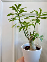 Load image into Gallery viewer, Desert rose (Adenium Obesum)