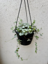 Load image into Gallery viewer, String of Hearts (Ceropegia woodii)