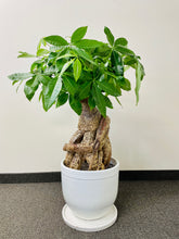 Load image into Gallery viewer, Money Tree (Pachira)