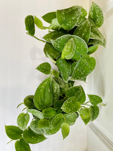 Load image into Gallery viewer, Satin Pothos (Scindapsus Pictus Argyraeus)