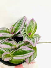Load image into Gallery viewer, Tradescantia Nanouk (Tradescantia B. Variegata)