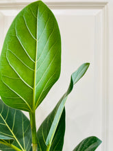 Load image into Gallery viewer, Ficus Audrey (Ficus benghalensis)