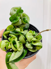 Load image into Gallery viewer, Hoya Hindu Rope (Hoya Carnosa Compacta)