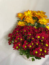 Load image into Gallery viewer, Fall MUM arrangement